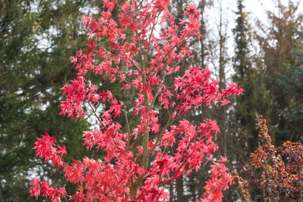 Japanese Maple Planting in Lexington
