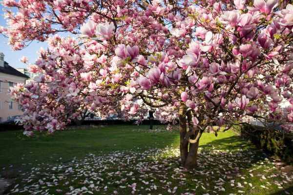 Magnolia Tree Planting in Lexington
