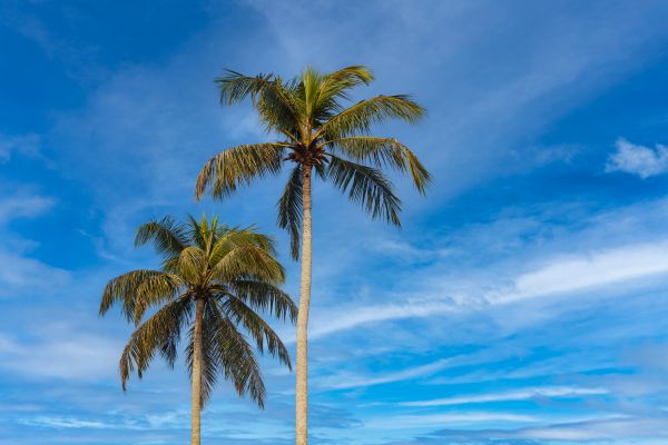 Palm Tree Planting in Lexington