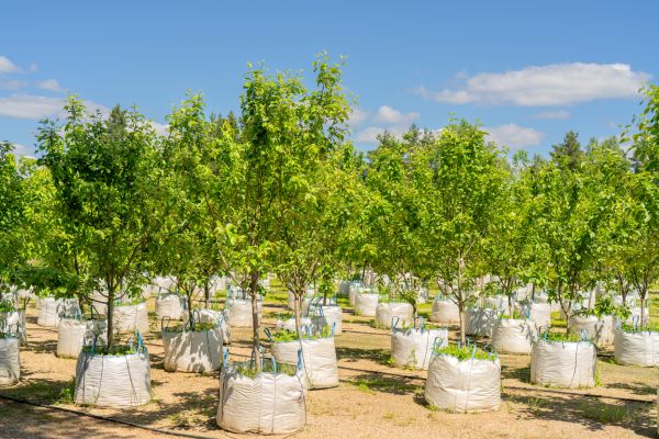 Tree Planting Service in Lexington