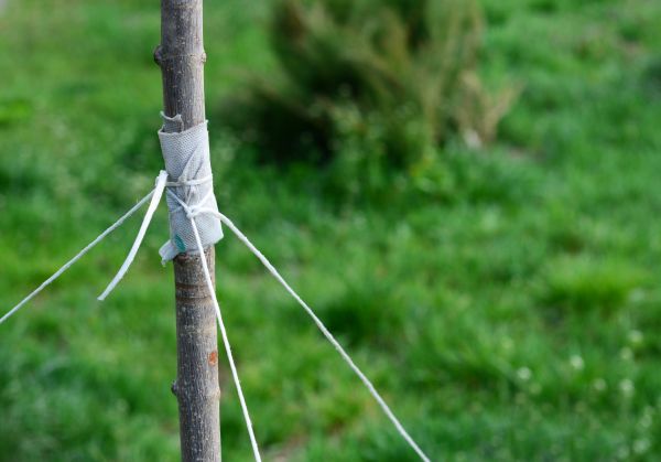 Tree Staking Service in Lexington