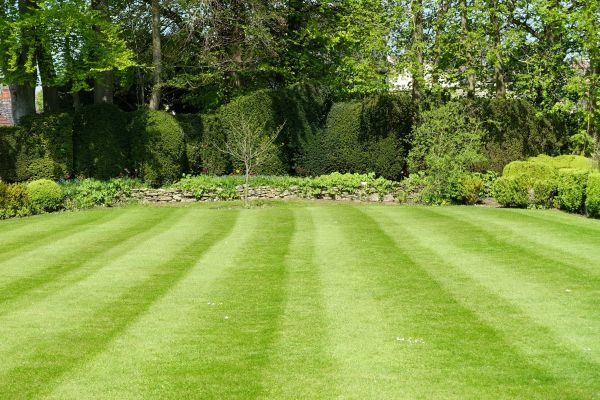 Lawn Renovation in Lexington