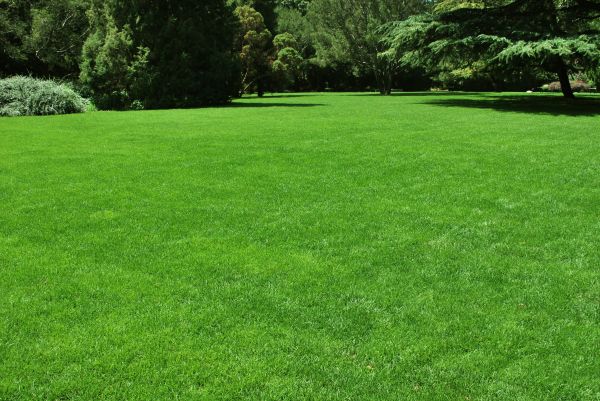 Lawn Landscaping in Lexington