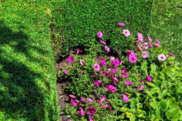 Softscaping Service in Lexington