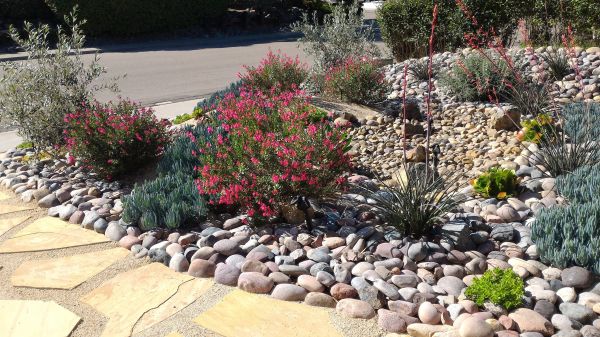 Xeriscape Landscaping in Lexington