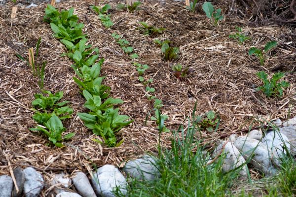 Mulch Service in Lexington