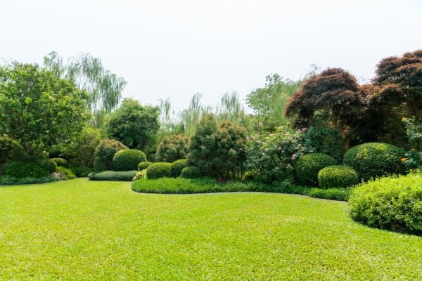 Tree Landscaping in Lexington