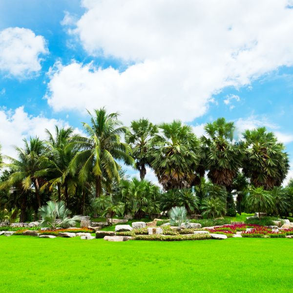 Tropical Landscaping in Lexington