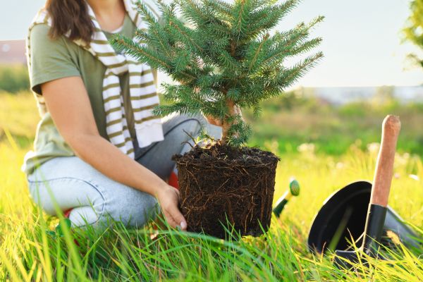 Spruce Tree Planting in Lexington