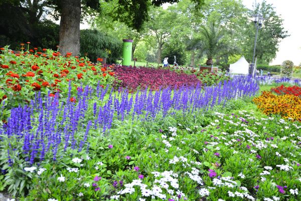 Perennials Planting in Lexington