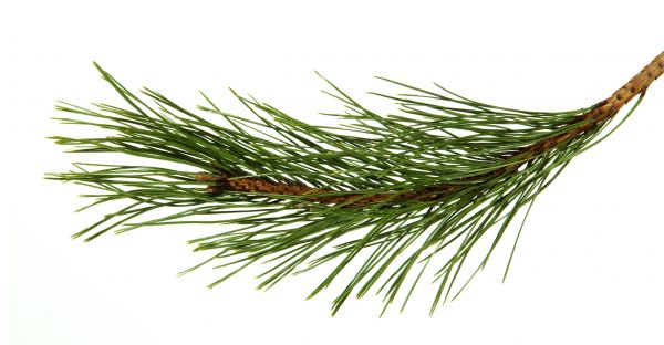Pine Needles Installation in Lexington
