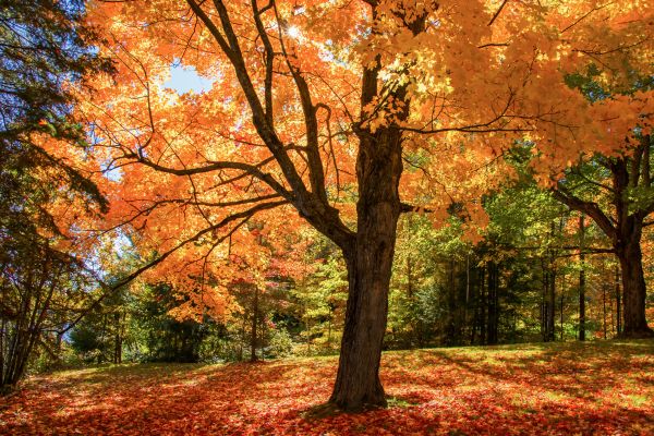 Maple Tree Planting in Lexington