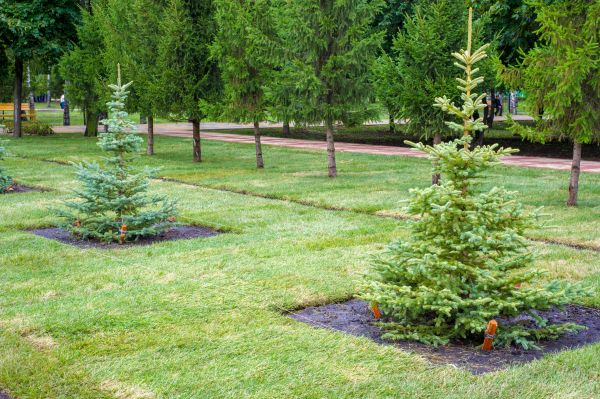 Privacy Trees Planting in Lexington