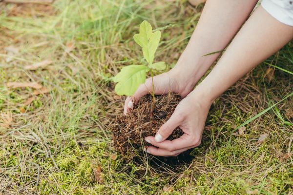 Oak Tree Planting in Lexington