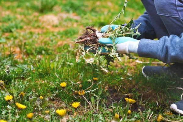 Flower Bed Clearing in Lexington
