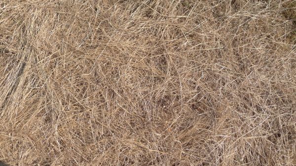 Pine Straw Replacement in Lexington