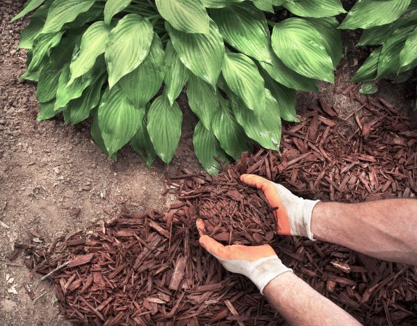 Bark Spreading in Lexington