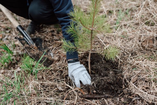 Pine Tree Planting in Lexington