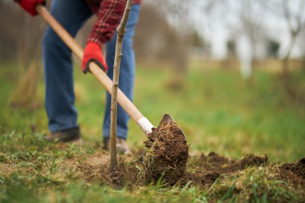 Trees Planting in Lexington