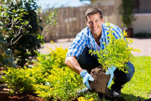 Shrub Landscaping in Lexington