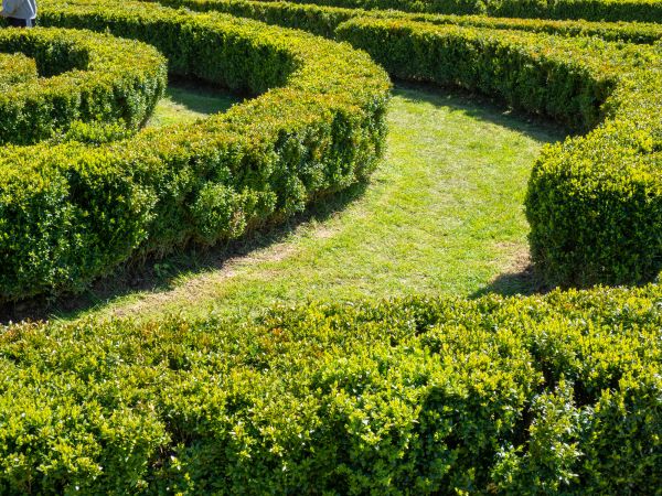 Bush Landscaping in Lexington