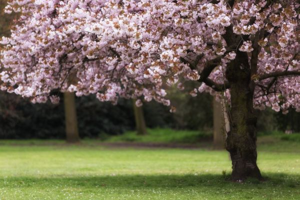 Cherry Tree Planting in Lexington