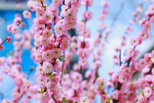 Japanese Cherry Tree Planting in Lexington