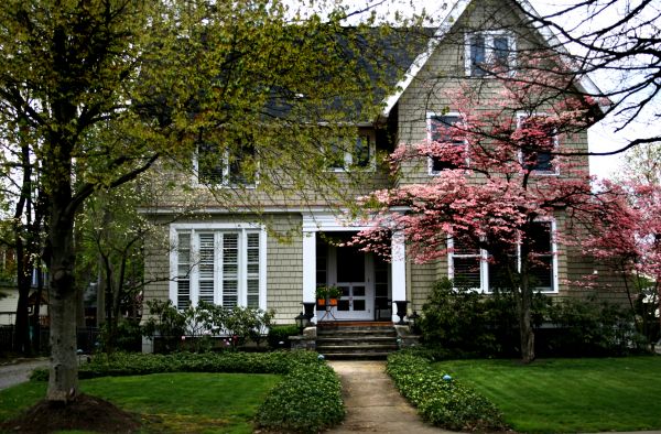 Ornamental Tree Planting in Lexington