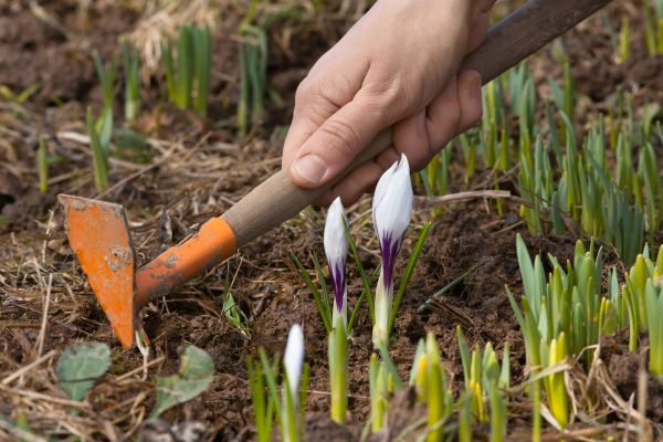 Flower Garden Weeding in Lexington