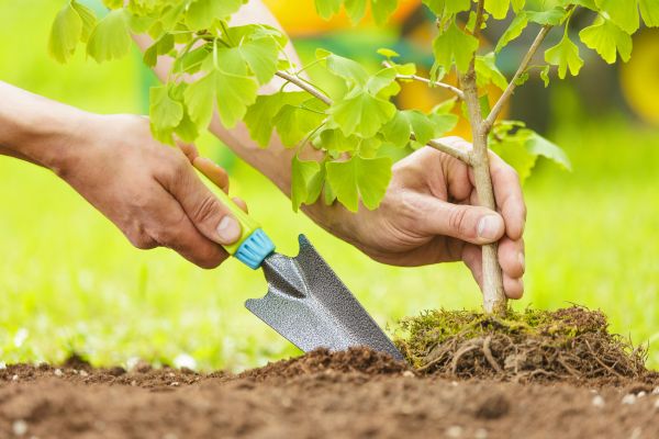 Fruit Tree Planting in Lexington