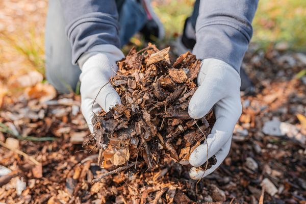 Shredded Mulch Installation in Lexington