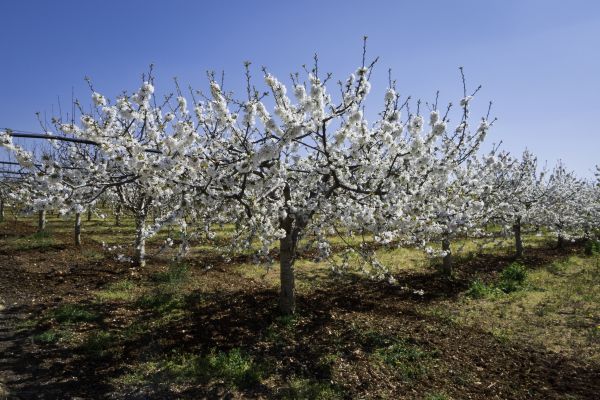 Orchard Planting in Lexington