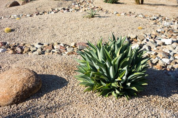 Xeriscaping Service in Lexington