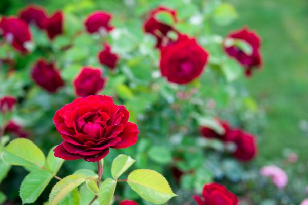 Rose Planting in Lexington
