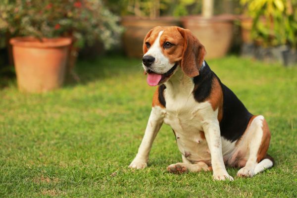 Dog Friendly Landscaping in Lexington