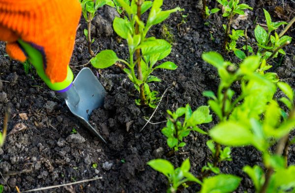 Hydrangea Planting in Lexington