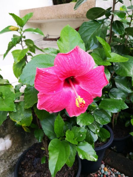 Hibiscus Planting in Lexington