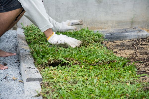Ground Cover Planting in Lexington
