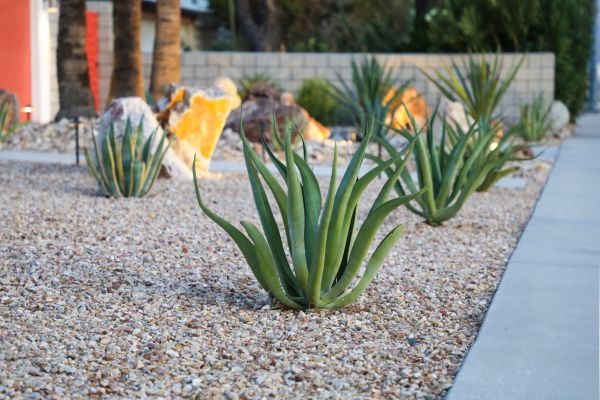 Drought Resistant Landscaping in Lexington
