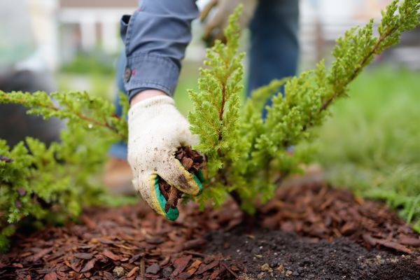 Church Mulching in Lexington