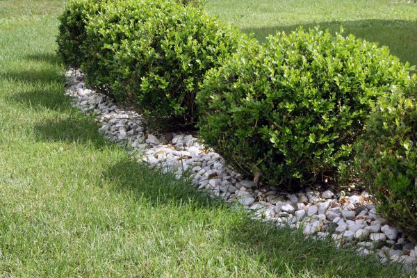 Boxwood Planting in Lexington