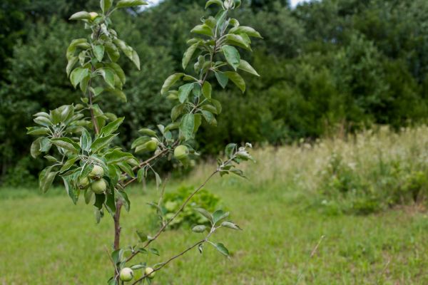 Apple Tree Planting in Lexington