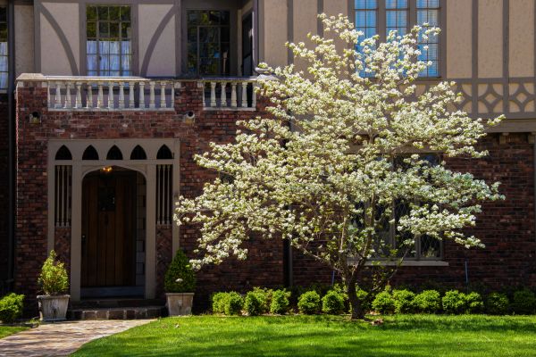Dogwood Tree Planting in Lexington