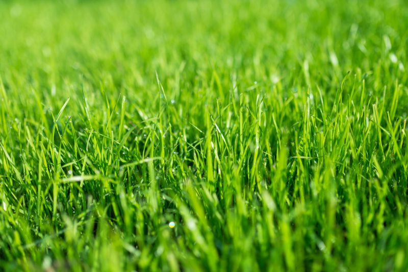 Lawn and Turf Installations