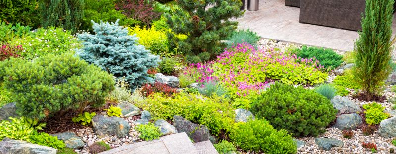 Yard Xeriscaping